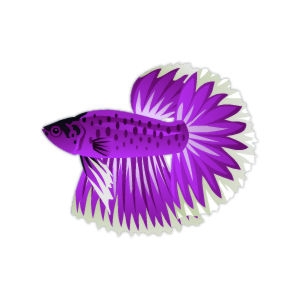 Violet Spring Betta